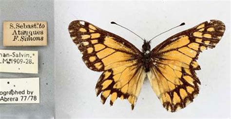  Yellow Butterflies: A Colombian Tale of Hope and Transformation in a World Lost to Time